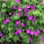 Geranium sanguineum