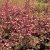 Heuchera hybr. Rachel
