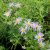 Aster incisus Blue Star