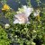 Malva Blue Bird ® (Renlav)