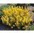 Lysimachia punctata Golden Alexander