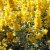 Lysimachia punctata Golden Alexander