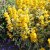 Lysimachia punctata Golden Alexander
