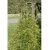 Caragana arborescens Walker