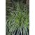 Carex oshimensis Everest