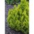 Ädelcypress
