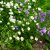 Bellis perennis