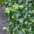 Hedera helix Arbori Compact
