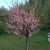 Prunus triloba, Rosenmandel