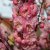 Prunus triloba, Rosenmandel