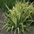 Yucca flaccida Golden Sword