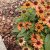 Echinacea hybr. Orange Skipper ®