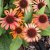 Echinacea hybr. Orange Skipper ®