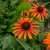 Echinacea hybr. Orange Skipper ®