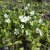 Vinca minor Elise
