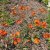 Pilosella aurantiaca (Hieracium aurantiacum)