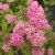 Spiraea japonica Manon
