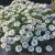 Iberis sempervirens
