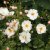 Rosa Snow Cover ®