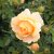 Rosa Amber Cover ®