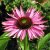 Echinacea purpurea Ruby Giant