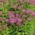 Eutrochium (Eupatorium) maculatum Purple Bush