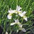 Iris sanguinea Snow Queen