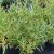 Salix fragalis Bullata
