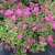 Spiraea japonica Dart´s Red