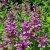 Betonica macrantha Superba