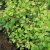 Symphoricarpos × chenaultii Hancock
