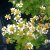 Tanacetum parthenium, Mattram