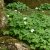 Anemone baicalensis