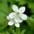 Anemone baicalensis