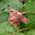 Corylus avellana Rote Zellernuss