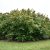 Corylus avellana Rote Zellernuss