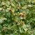 Corylus avellana Rote Zellernuss