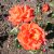 Rosa tehybrid Alexander ®