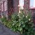 Alcea rosea Simplex