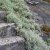 Cerastium tomentosum Silberteppich