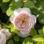 Rosa austin Emily Brontë ®