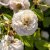 Rosa austin Emily Brontë ®