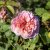 Rosa austin Princess Alexandra of Kent ™