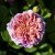 Rosa austin Princess Alexandra of Kent ™