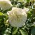 Rosa austin Tranquillity ™