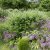 Amorpha canescens