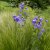 Campanula persicifolia