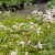 Aruncus aethusifolius Elegance