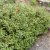 Iberis sempervirens Schneeflocke (Snowflake)