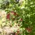 Rosa nitida
